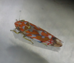 Erythroneura rubra