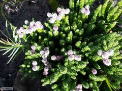 Lachnospermum umbellatum