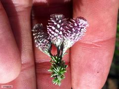 Lachnospermum umbellatum