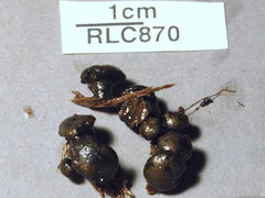 Hypocreaceae