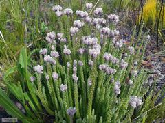 Lachnospermum umbellatum