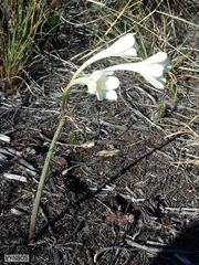 Cyrtanthus leucanthus