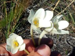 Cyrtanthus leucanthus