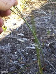 Cyrtanthus leucanthus