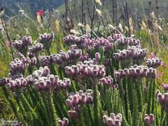 Lachnospermum umbellatum
