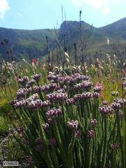 Lachnospermum umbellatum