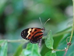 Heliconiini