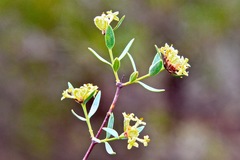 Pimelea microcephala