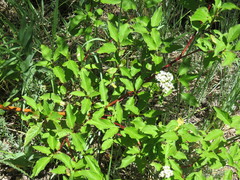 Cornus sericea sericea