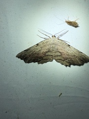 Lytrosis