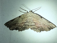 Lytrosis