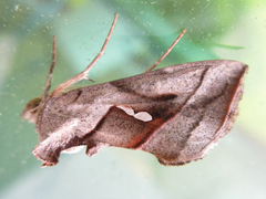 Macdunnoughia purissima