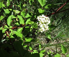 Cornus sericea sericea