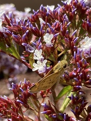 Hesperiidae