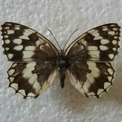 Melanargia larissa