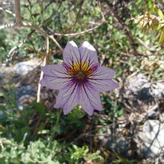Salpiglossis sinuata