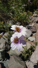 Salpiglossis sinuata
