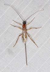 Macrocentrinae