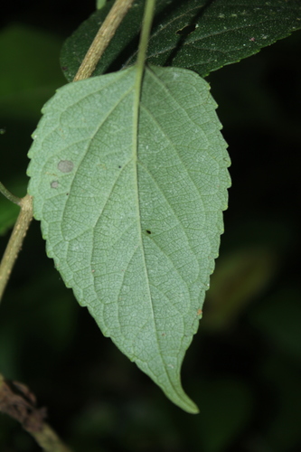 Holmskioldia sanguinea