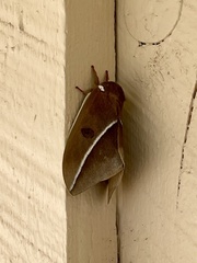 Automeris zephyria