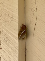 Automeris zephyria