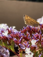 Hesperiidae