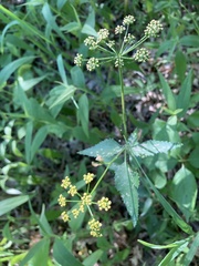 Thaspium trifoliatum flavum