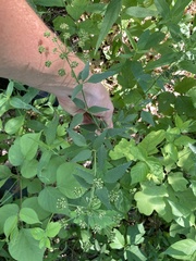 Thaspium trifoliatum flavum
