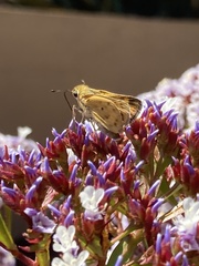 Hesperiidae