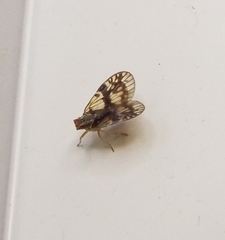 Bothriocera maculata
