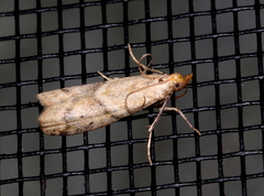 Ptyomaxia trigonogramma