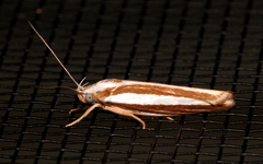 Catoryctis subparallela
