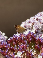 Hesperiidae
