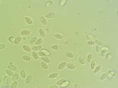 Craterellus foetidus