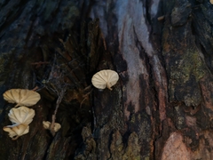 Marasmiellus alliiodorus