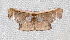 Tessarotis rubrata