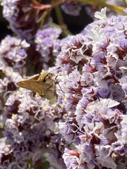 Hesperiidae