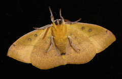 Anthela excellens
