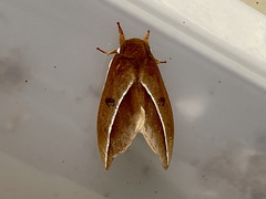 Automeris zephyria
