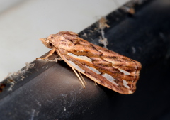 Meyrickella torquesauria