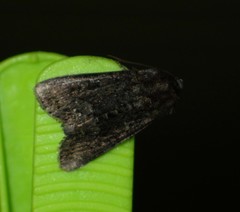 Oligia latruncula
