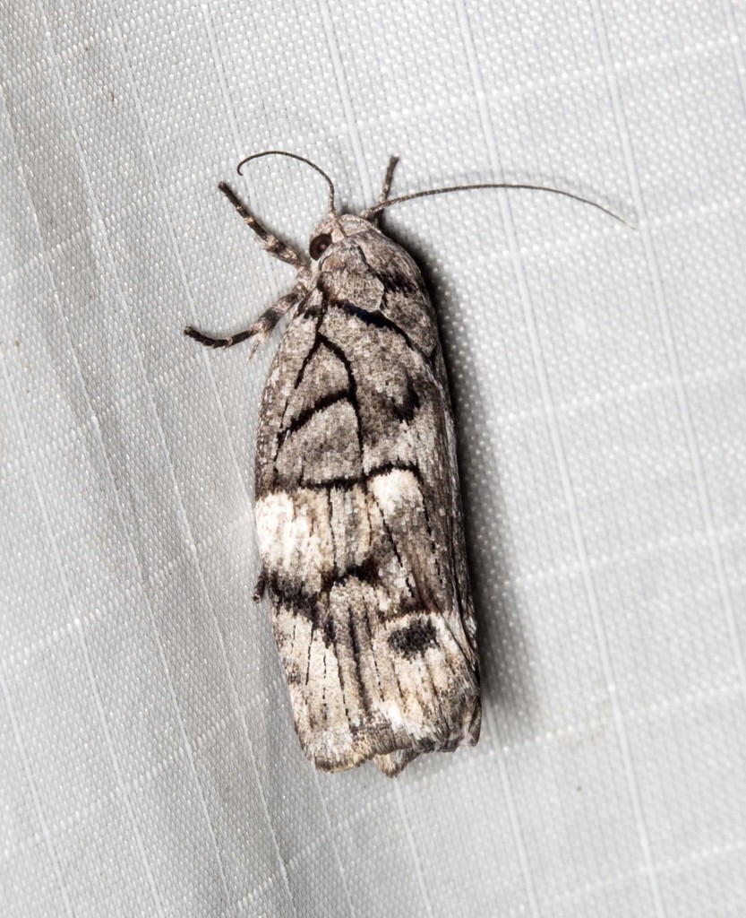 Illidgea epigramma