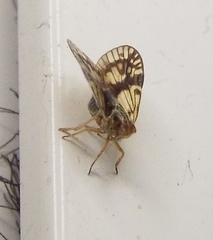 Bothriocera maculata