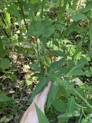 Thaspium trifoliatum flavum