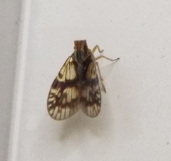 Bothriocera maculata