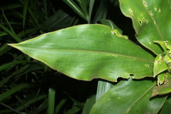 Costus villosissimus