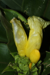 Costus villosissimus