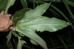 Costus villosissimus