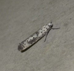 Yponomeuta irrorellus