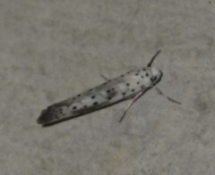 Yponomeuta irrorellus